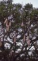 WT 1400 197-35 Kenya